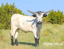 ✨LHB Metallic Cow✨ 