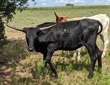 Black Opal Cowgirl CPL