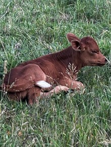 Bravo / Aces Heifer