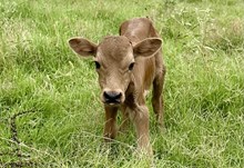 bull calf (pacific calamity jane x voodoo)