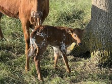 Bull Calf (Cowboy Ruff X Ferdinand Red Lilac)