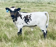 Bull calf (Sinister x Ruff)