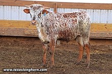 Drag Shy Calf 2021