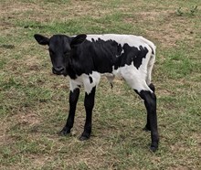 Moonshadow heifer 2024