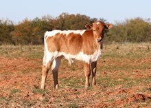 Patriot x Roman Crown Bull Calf