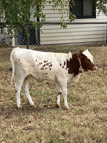 Heifer Eagle Texa x ECR Summer Siren