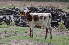 Heifer Calf- Tuff Being Awesome X DH Black Gold